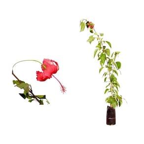 Muda de Hibisco Vermelho 20 a 40cm AMK - Plantas Online