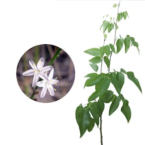 Muda de Coração De Negro 20 a 40cm AMK - Plantas Online