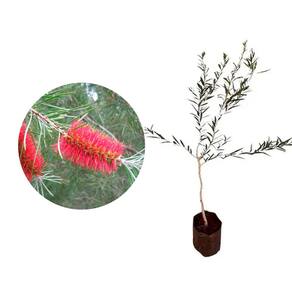 Muda de Escova De Garrafa 20 a 40cm AMK - Plantas Online