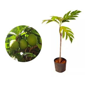 Muda de Fruta Pão 20 a 40cm AMK - Plantas Online