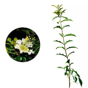 Muda de Dedaleira 20 a 40cm AMK - Plantas Online