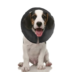 Coleira de recuperação ZenPet Protective Inflável para cães e gatos