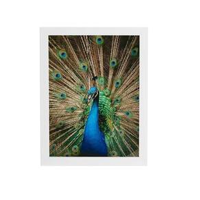 Pavão Azul Animais Fotografia Quadro Moldura Branca 60X40Cm
