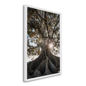 Quadro Decorativo Paisagem Árvore e Raios de Sol com 1 Tela Cm ou Cm de Parede para Escritório Banhe Branco