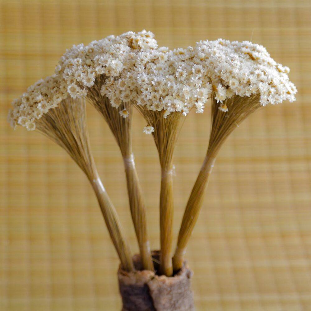 500 Flores - Sempre Viva - Natural