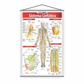 Banner Escolar Pedagógico Sistema Linfático Medicina 80X50Cm