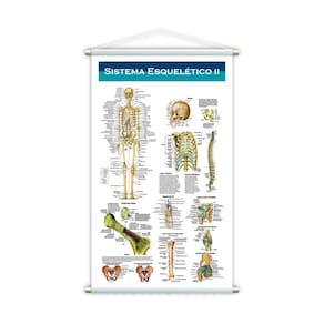 Banner Escolar Pedagógico Sistema Esquelético Ll 80X50Cm