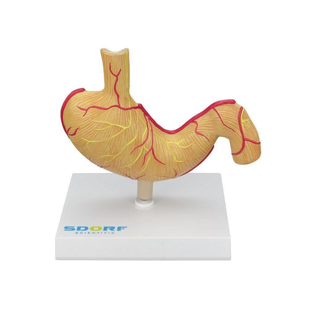 Modelo Patológico Do Estômago