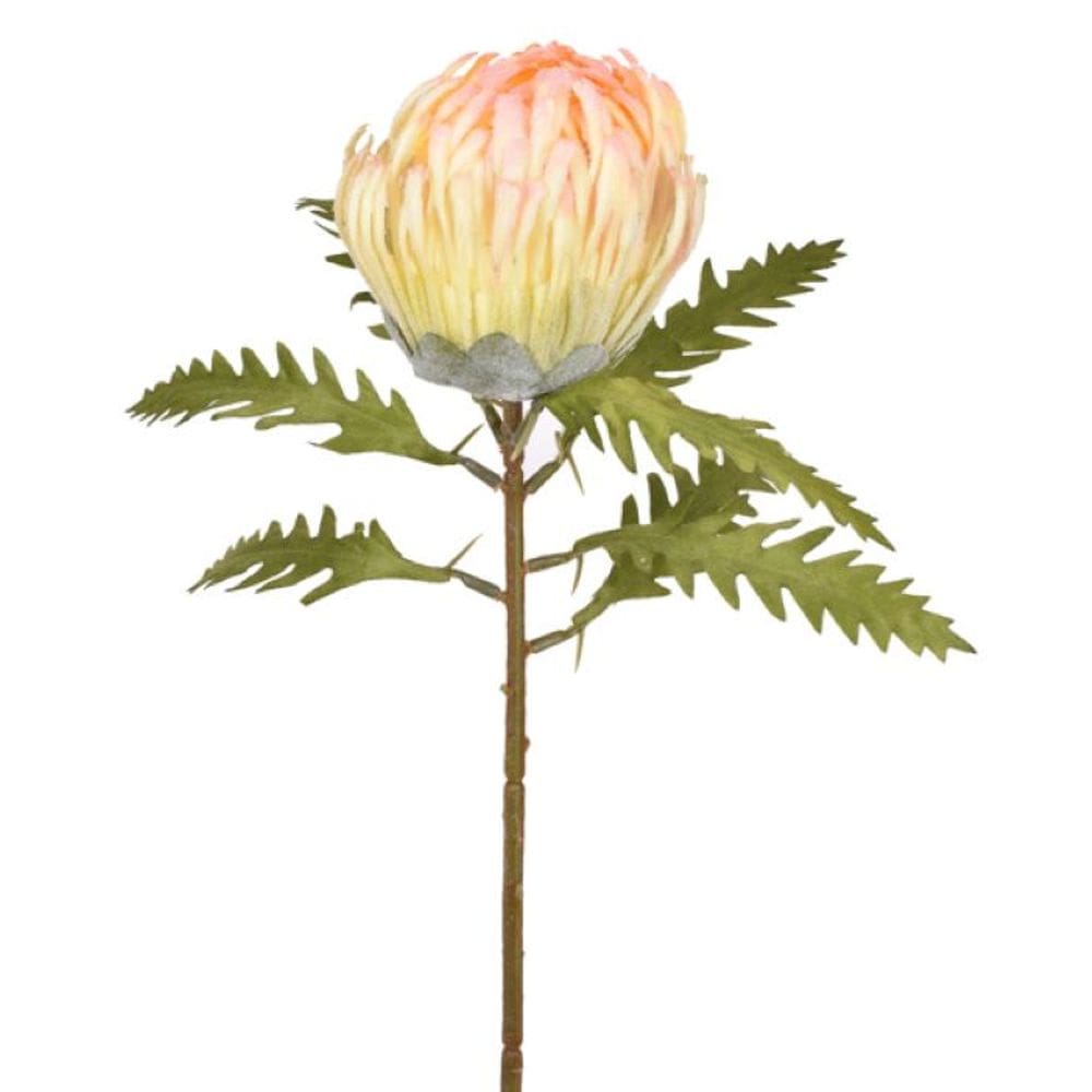 Haste Alfineteiro Licospermum Salmao