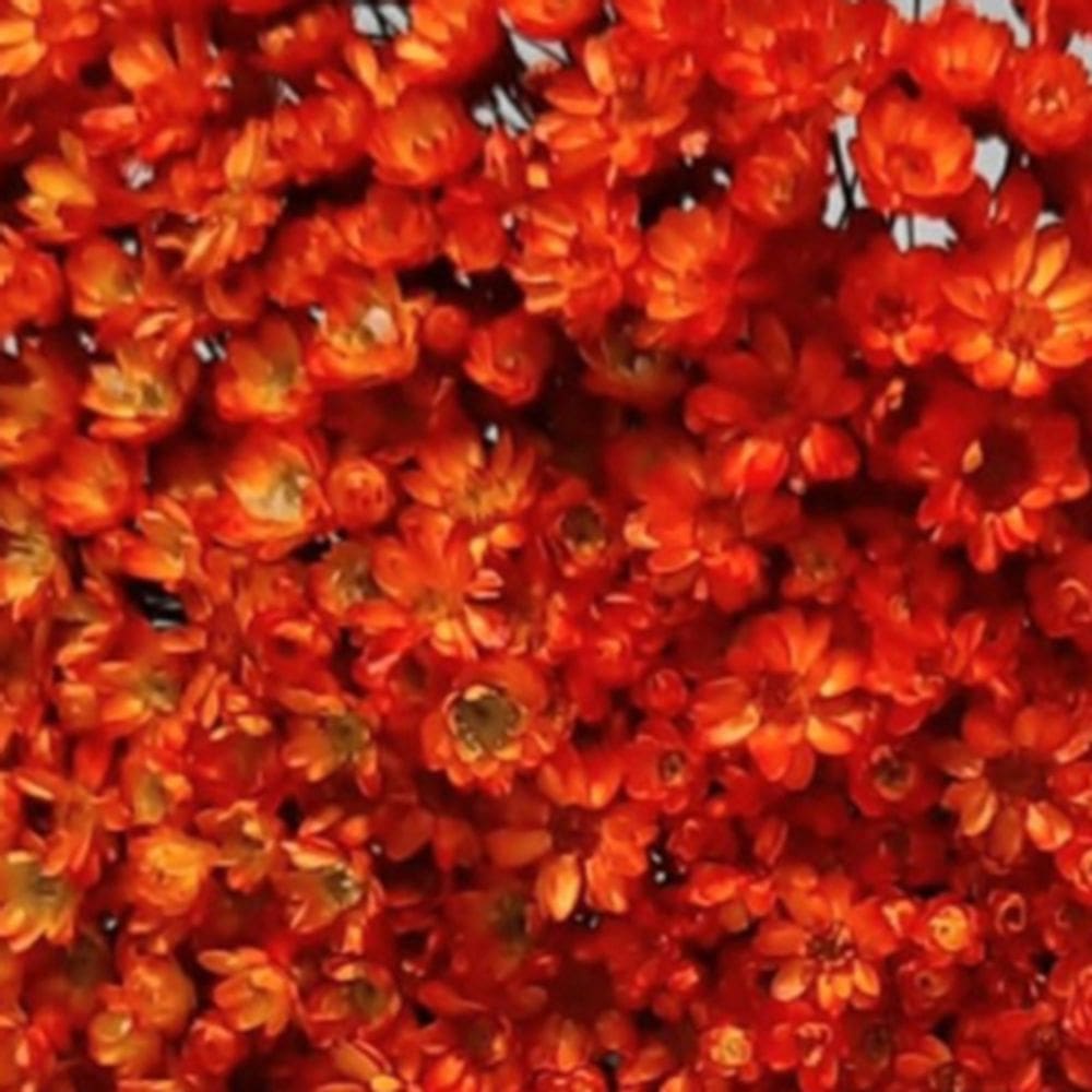 3000 Flores  Sempre Vivas - Coloridas