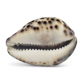 Concha de Tigre Cypraea Natural Búzios 7 cm Unidade