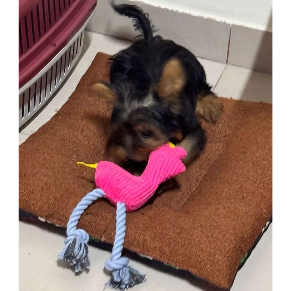 Mordedor de Pelucia Pet Caes Gato Cachorro Brinquedo com Apito Animal de Estimaçao Seguro Resistente