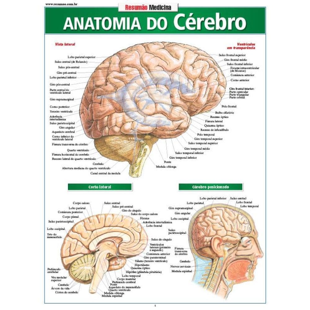 Anatomia Do Cérebro