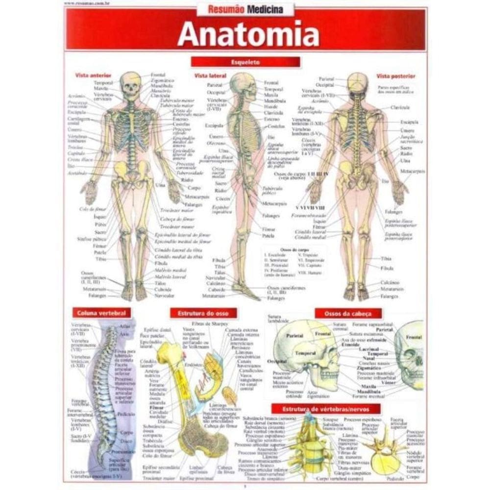 Resumao Medicina - Anatomia
