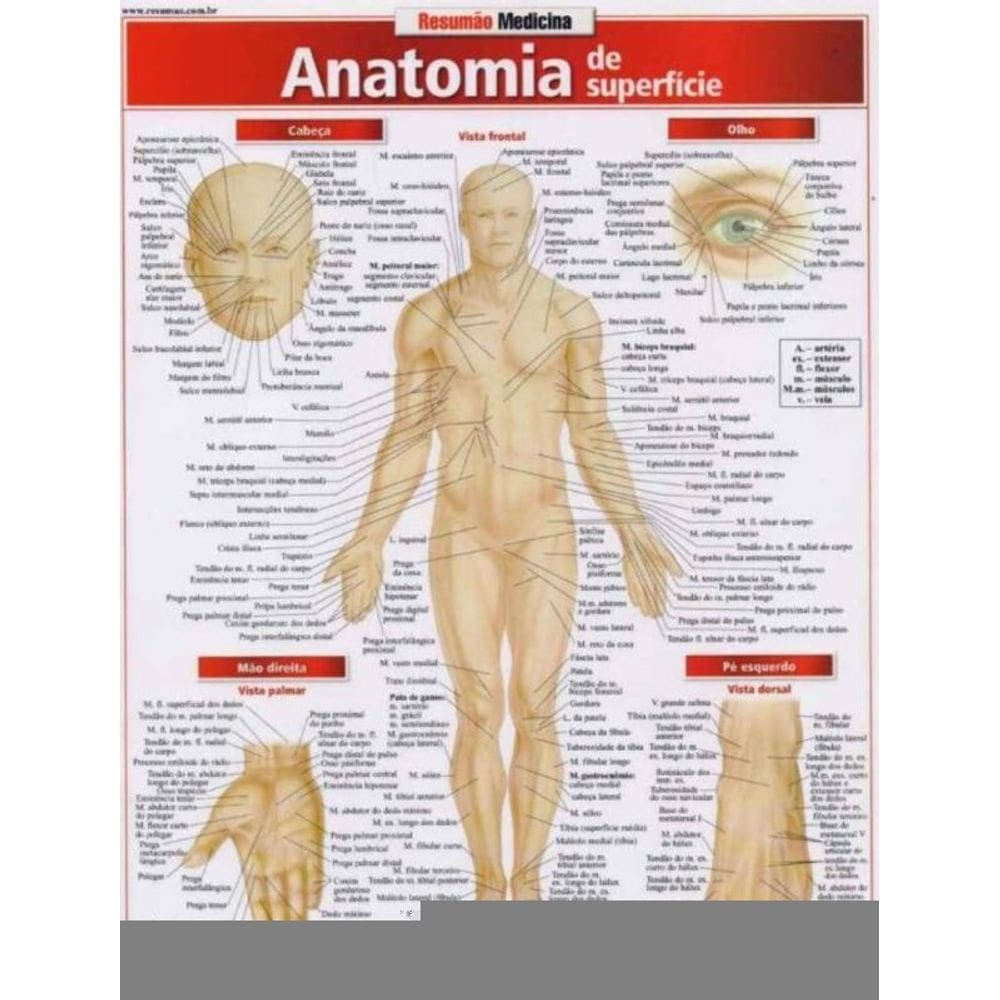 Resumão - Anatomia de Superfície