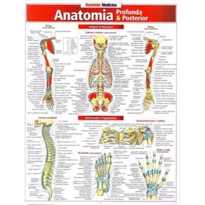 Resumão Medicina - Anatomia Profunda e Posterior