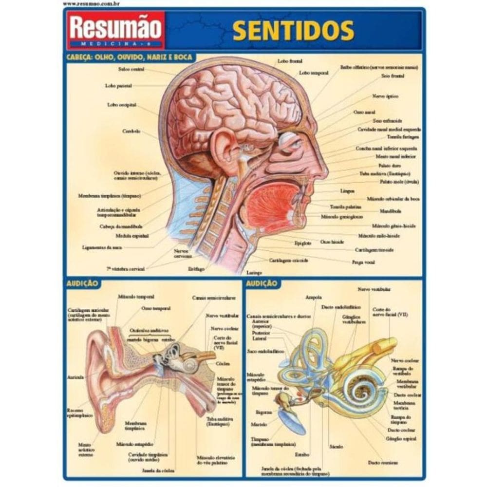 Sentidos
