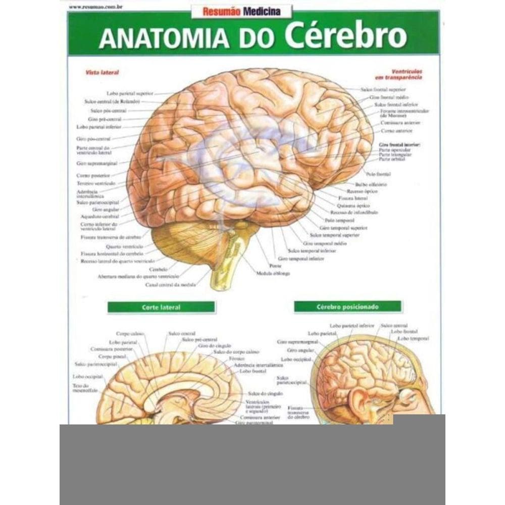Resumão - Anatomia do Cérebro