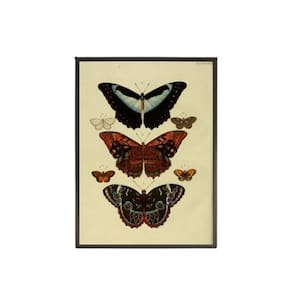 Quadro Decorativo Borboletas Vintage Com Vidro 24X18Cm