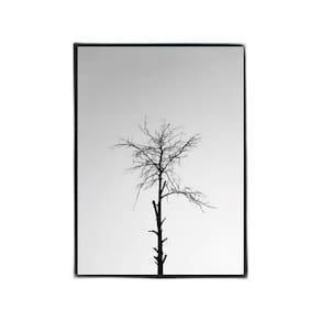 Quadro Fotografia Árvore Seca 33X24Cm - Vidro Moldura Preta