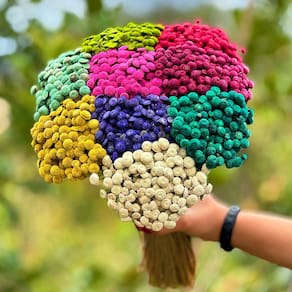 Botão Bolinha -  Sempre Vivas - Coloridas