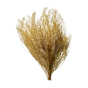 Capim Sementinha - Sempre vivas - Natural e Desidratado