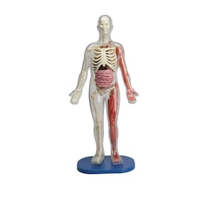 Brinquedo educacional SmartLab Toys Squishy Human Body com 21 peças