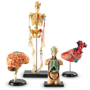 Conjunto de recursos de aprendizagem do pacote Anatomy Models com o Teacher Acc