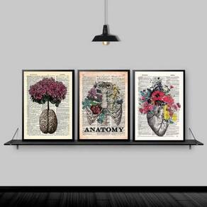 Kit 3 Quadros Medicina Anatomia Flores 33X24Cm