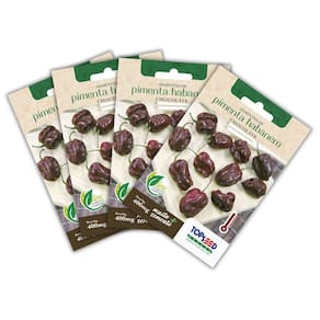 4x Semente de Pimenta Habanero Chocolate TOPSEED