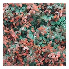 Kit 8 Placas Muro Inglês Jardim Vertical Artificial Avermelhada 40x60cm