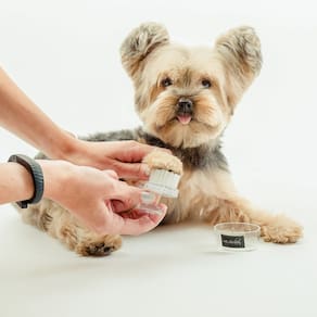 Paw Brush Dog Fashion Spa Esfoliante ultramacio para cães