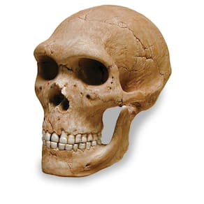 Crânio de Neandertal Skullduggery 0269-1 com suporte
