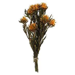 Planta preservada Vickerman Autumn Plumosum 8-20 cm com 8 cabeças