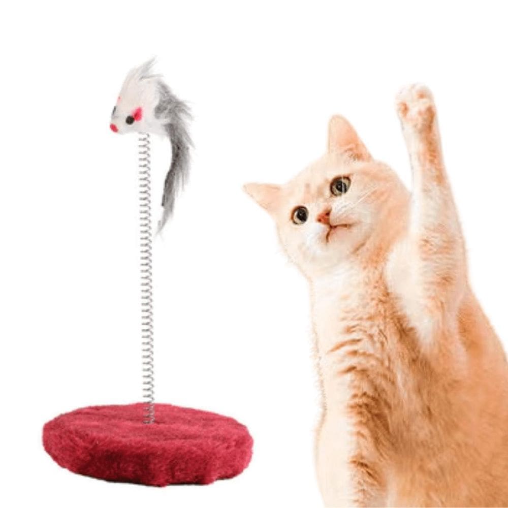 Brinquedo Gato Mola Maluca Chocalho Brinquedo Gatos