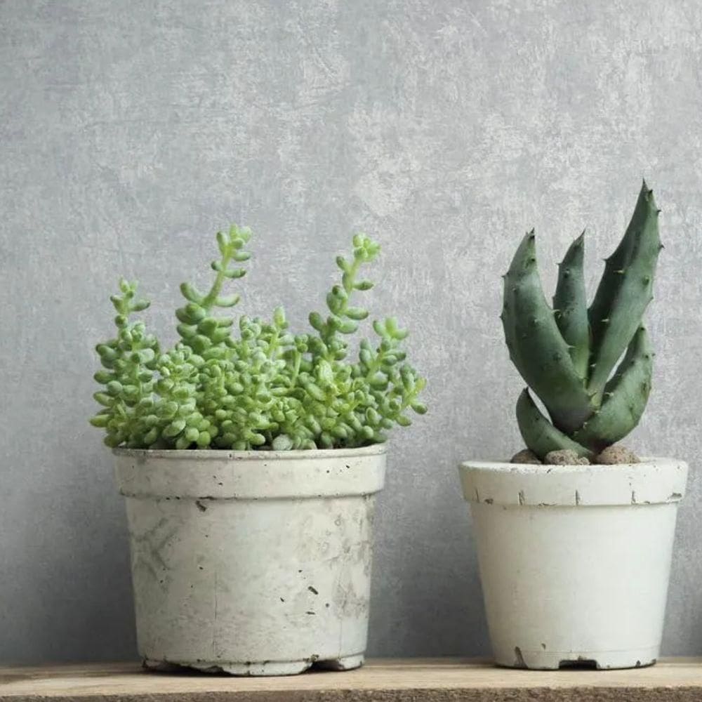 Papel De Parede Jackie Textura Cinza 6826-30