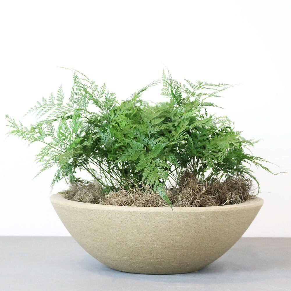 Vaso Malta Bowl 36 X 12 Cm Cor 11 - Granito Areia