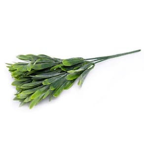 Folhagem Podocarpus Com Powder X5 Para Cerca Viva Verde 29 Cm F04 - D`rossi