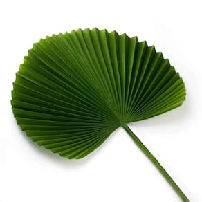 Folha Artificial Latânia Leque Realista Verde Escuro 83 Cm F04 - D`rossi