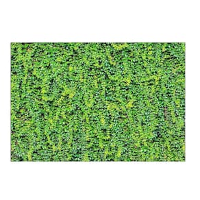 Fundo Fotográfico Muro Inglês 2,2X1,5 Fff-505