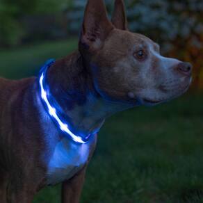 Coleira LED para cães Blazin Light Up USB recarregável à prova d`água