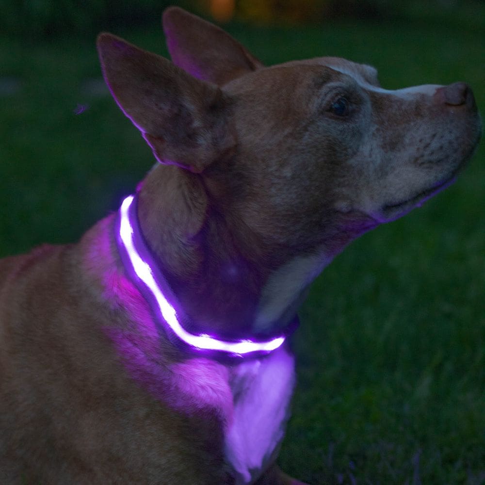 Coleira LED para cães Blazin Light Up USB recarregável à prova d`água