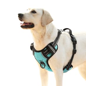 Arnês para cães HEELE Turquoise XL para cães grandes com alça