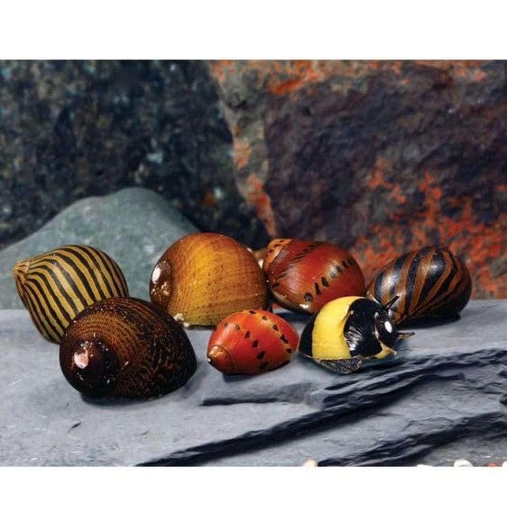Caracóis de aquário vivos, criaturas nadadoras variadas, Nerite x5