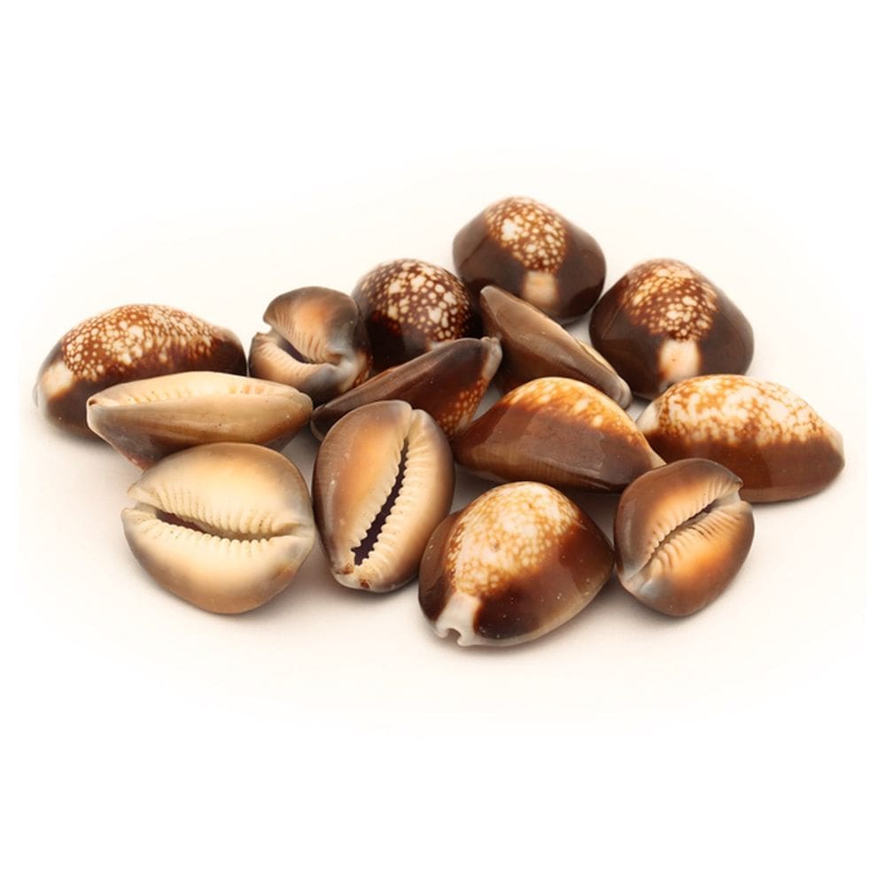 Búzio Africano Marrom Fechado Natural Espiritual 100g