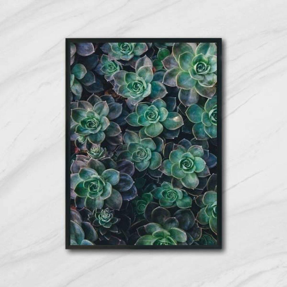 Quadro Fotografia Suculentas 24X18Cm