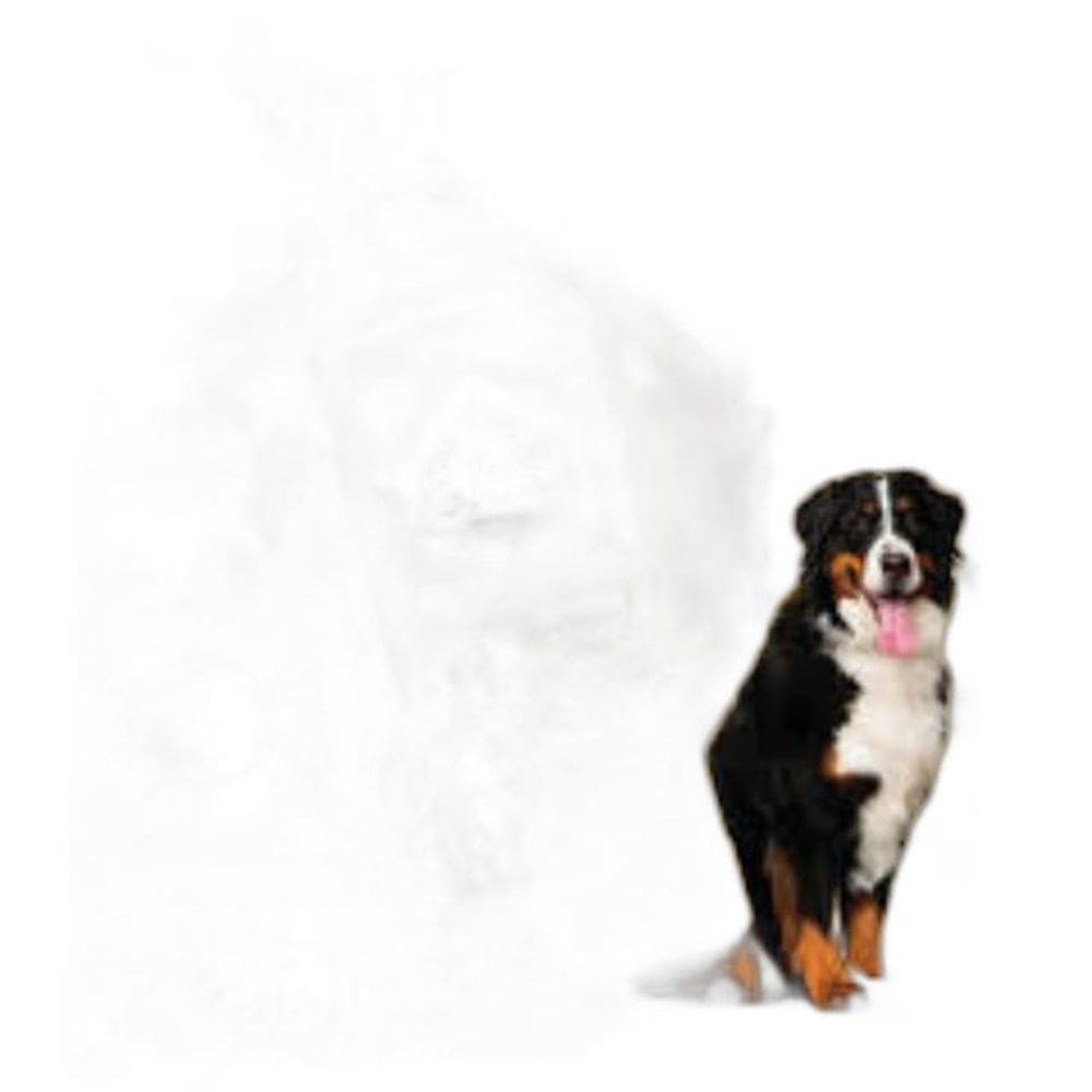 Shampoo Pró Canine Plus Fragrância Manga 700Ml