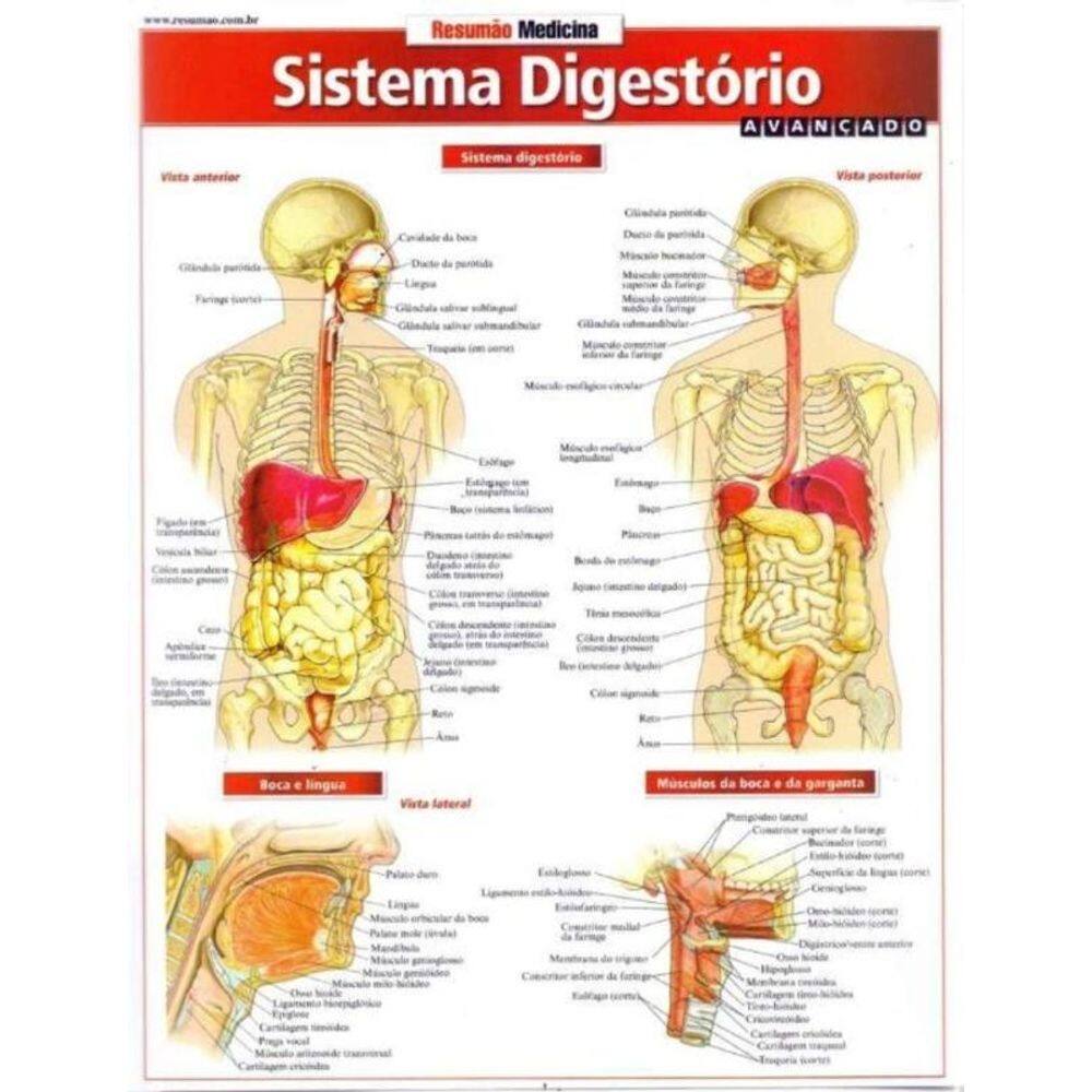 Resumao Medicina - Sistema Digestorio Avancado