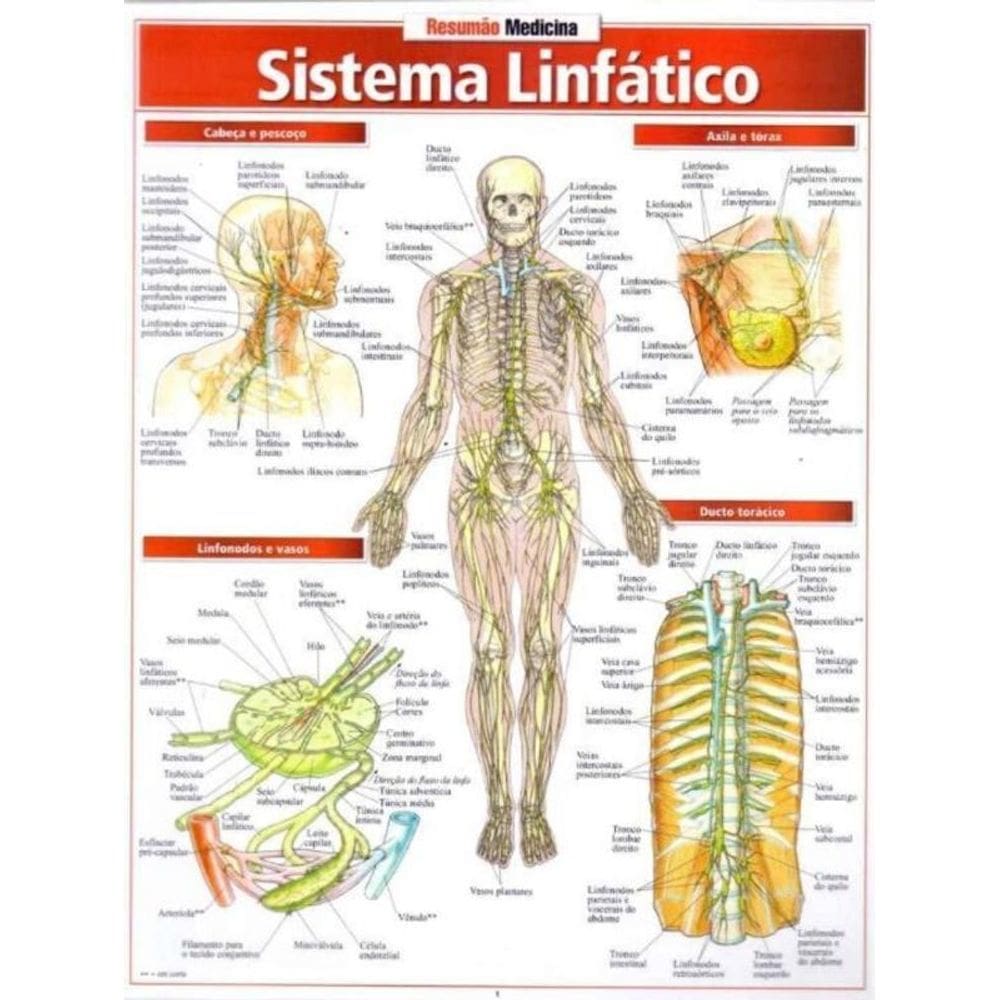 Resumão Medicina - Sistema Linfático