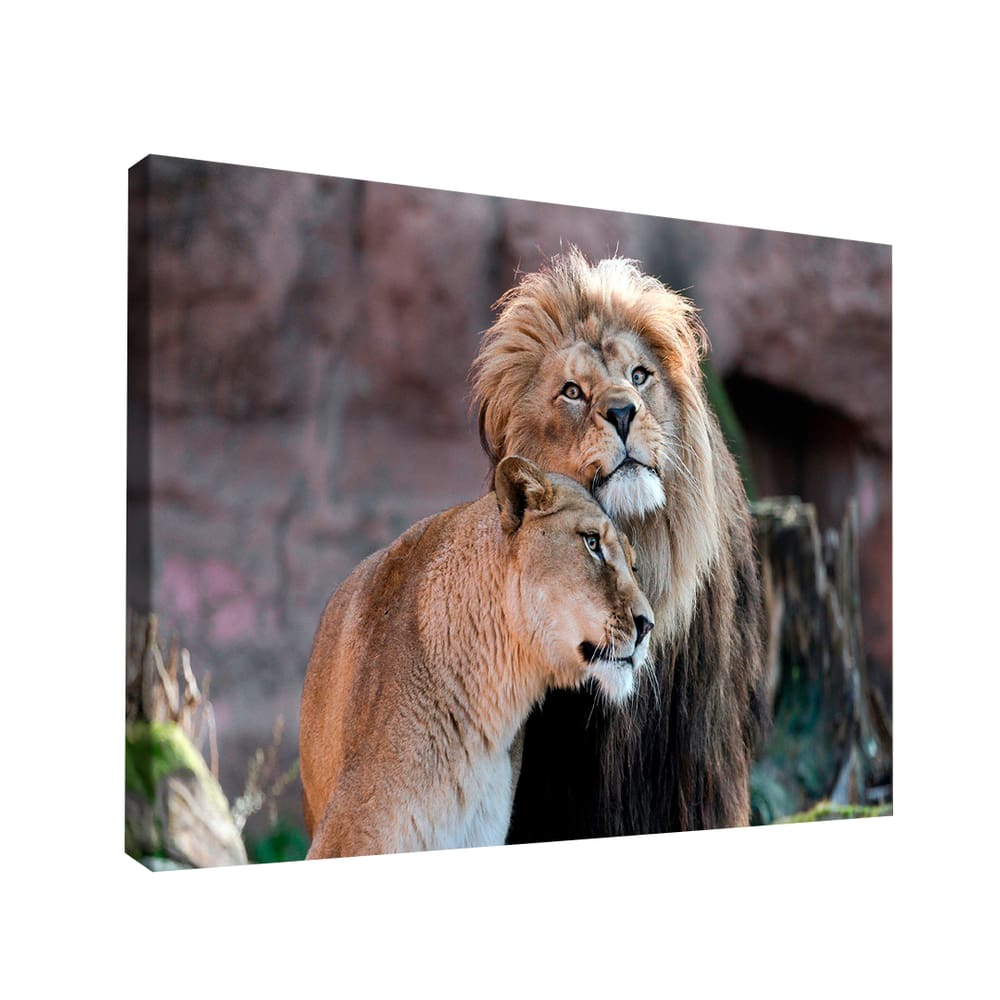 Quadro Decorativo Amor de Leão